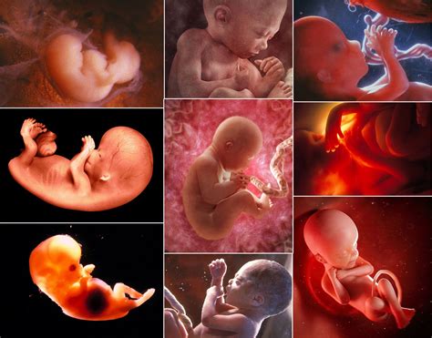 Vývoj embrya v 6. týždni tehotenstva