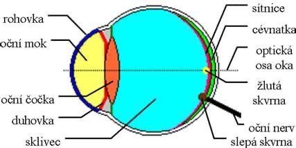 Schéma znázorňujúca vrstvy fusaku a ich funkcie.