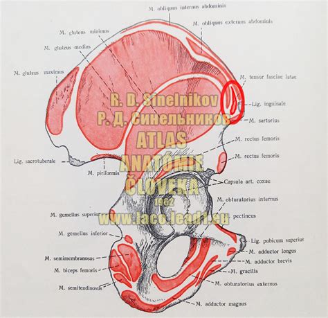Anatomická stavba ženskej panvy s vyobrazením maternice