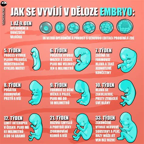 Ilustrácia uhniezďovania embrya