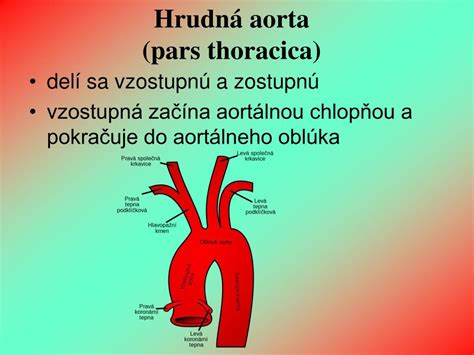 anatómia aortálneho oblúka