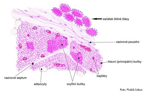 Histologický nákres žltého telieska