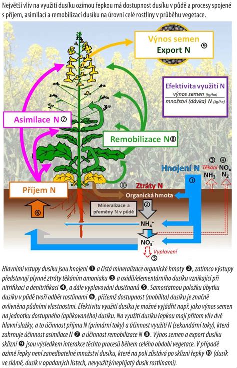 Ilustrácia štyroch rastových fáz u detí