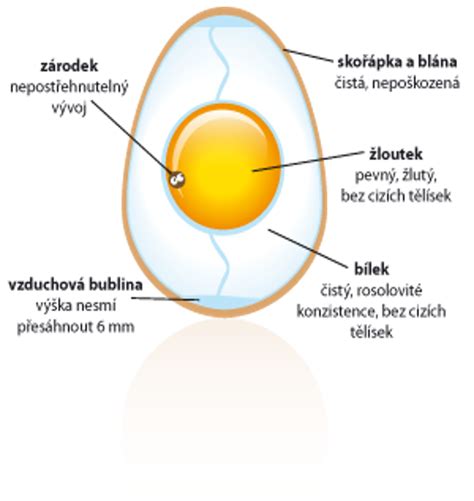 Struktura vajíčka