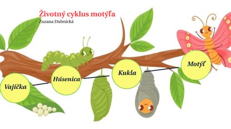 Životný cyklus motýľa s úplnou premenou