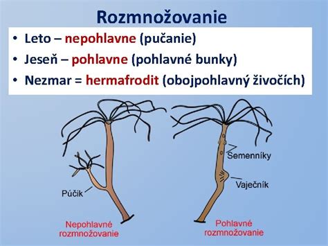 Pučanie nezmara