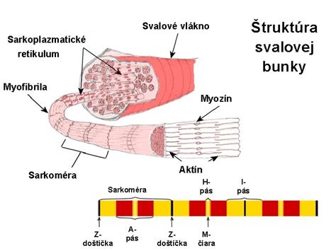 Štruktúra bavlneného vlákna