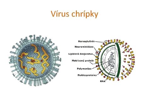 vírus chrípky