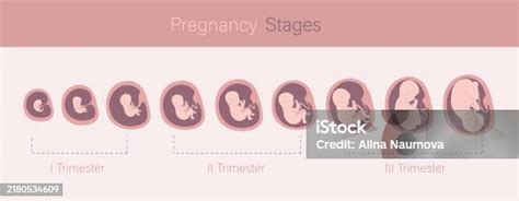 Infografika vývoja plodu v jednotlivých trimestroch