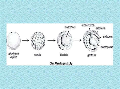 Schéma implantácie oplodneného vajíčka