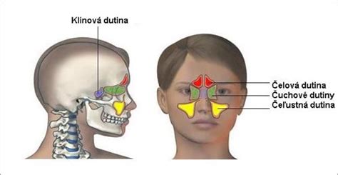 Ilustrácia nosovej dutiny s hlienom