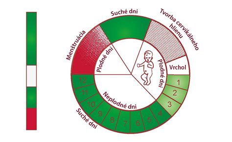 Ilustrácia plodných dní v cykle