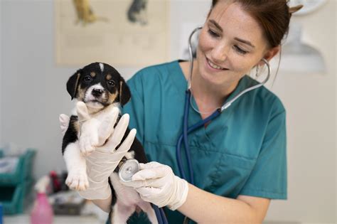 Ilustrácia veterinára vyšetrujúceho psa
