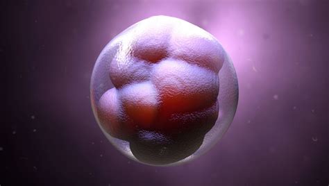 Mikroskopický záber ľudského embrya v štádiu blastocysty