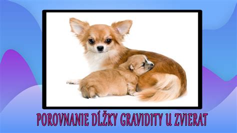 Grafické znázornenie dĺžky gravidity mačky