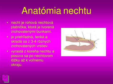 Anatomia ľudského nechtu