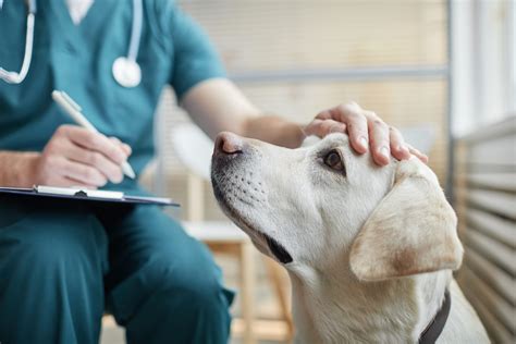 Veterinár vyšetruje psa