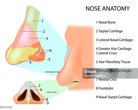 Anatomia nosa s cievami