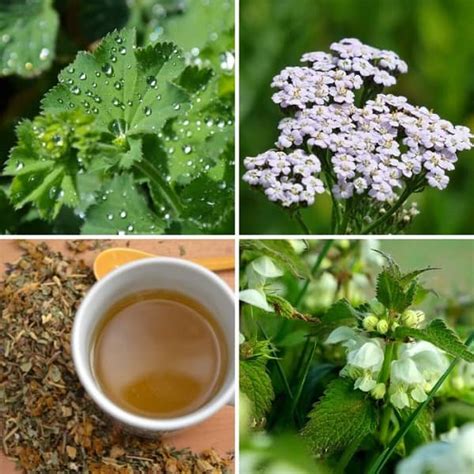 Bylinky na zastavenie laktácie