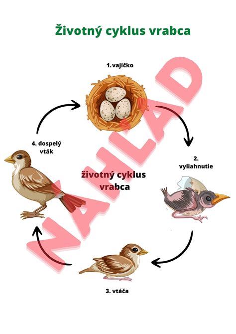 Životný cyklus škrkavky detskej