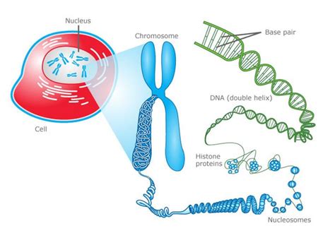 Ilustrácia chromozómov a DNA