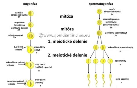 Grafické znázornenie procesu oplodnenia a delenia buniek