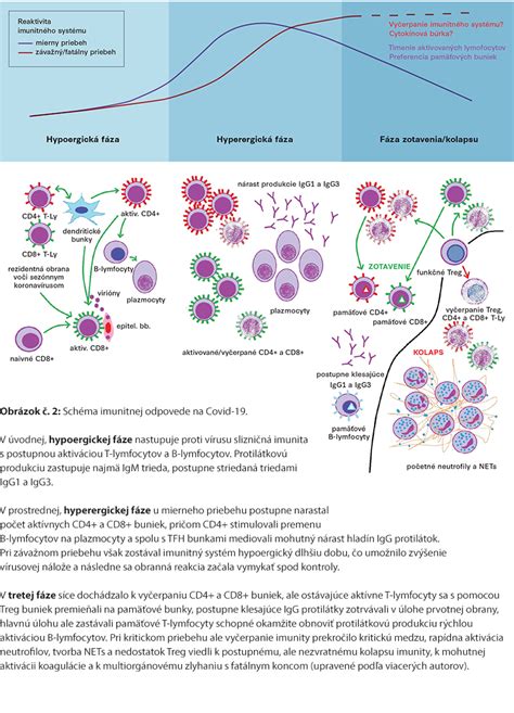 Obrázok znázorňujúci porovnanie imunitného systému donoseného a predčasne narodeného dieťaťa