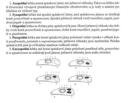 Ilustrácia spánkových cyklov u bábätiek