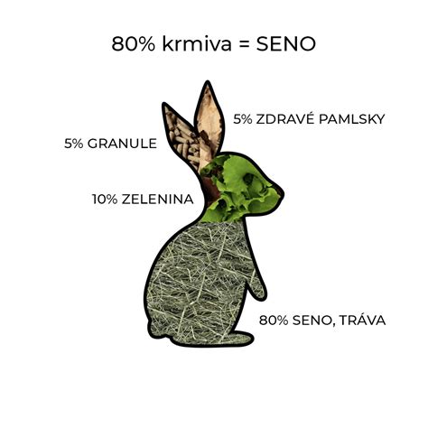 Anatómia samca králika