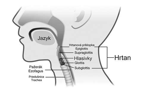 Anatomia hrtanu
