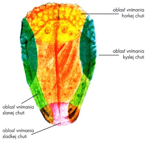 chuťové poháriky na jazyku