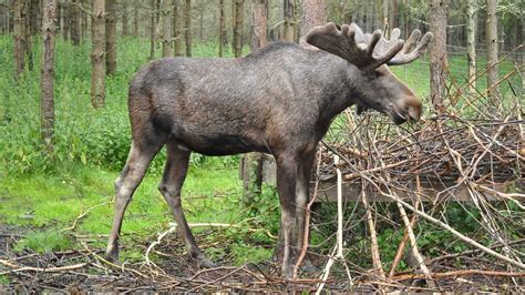 Los v Zveroparku pri Žarnovici
