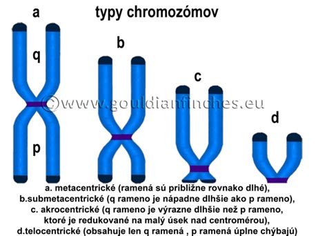 Grafické znázornenie chromozómov a ich štruktúry