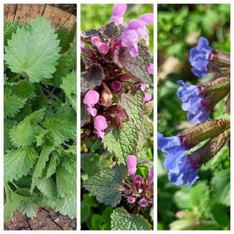 Bylinky na kašeľ a hlien