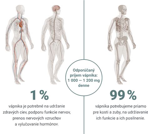 Ilustrácia typu potných žliaz v ľudskom tele