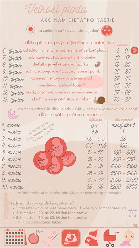 infografika s vývojom plodu podľa týždňov