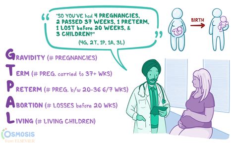 Ilustrácia hormonálnych zmien u sučky počas falošnej gravidity