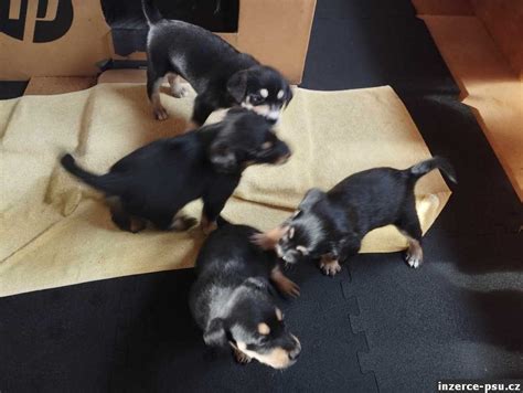 strava gravidnej fenky