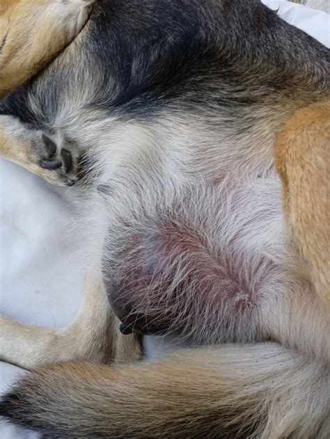 fázy pôrodu u fenky