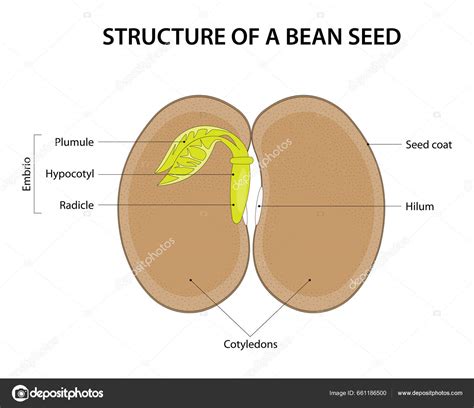Diagram klíčenia semena