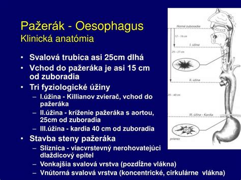 Ilustrácia poškodenia pažeráka batériou