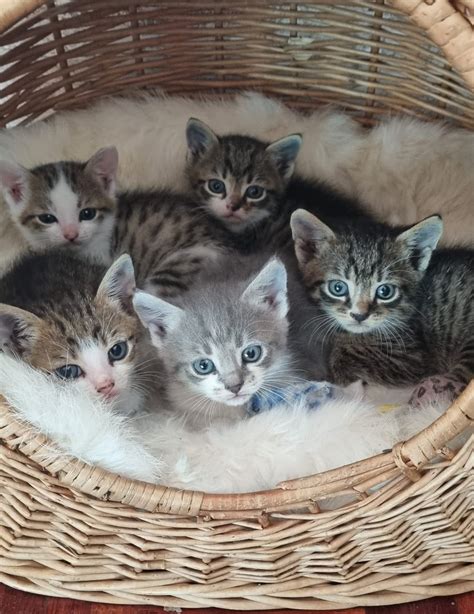 Proces pôrodu mačiatka