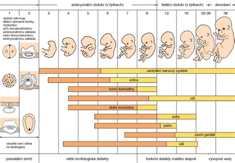Vývoj embrya v prvých týždňoch tehotenstva