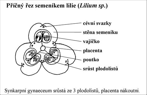 Proces vitrifikácie embryí