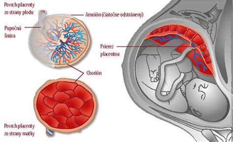Vývoj placenty v maternici