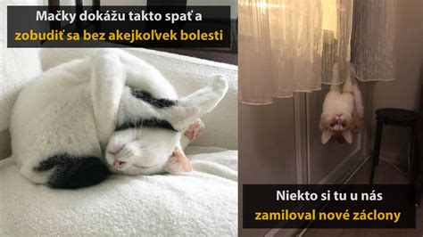 mačka pri pôrode