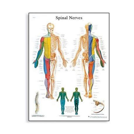 Anatomické znázornenie mužského reprodukčného systému s vyznačenými Cowperovými žľazami