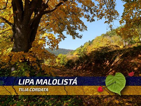 Porovnanie listov lipy malolistej a veľkolistej