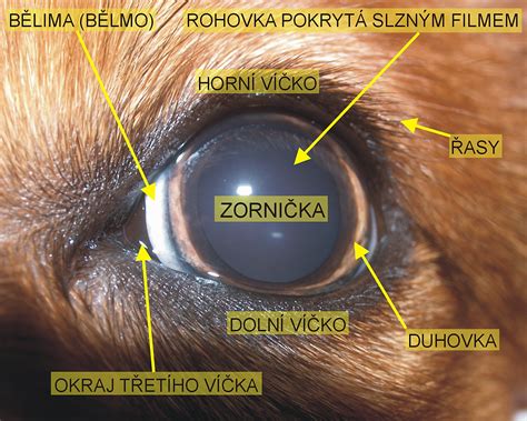 Schéma oka s vyznačenými časťami, kde môže pôsobiť Uniflox.