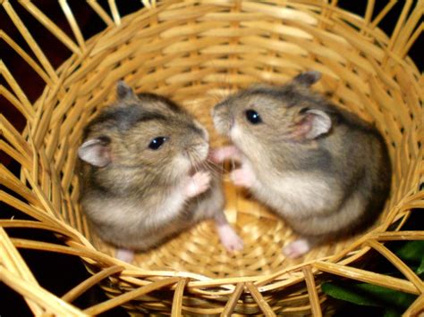 škrečok džungarský s mláďatami